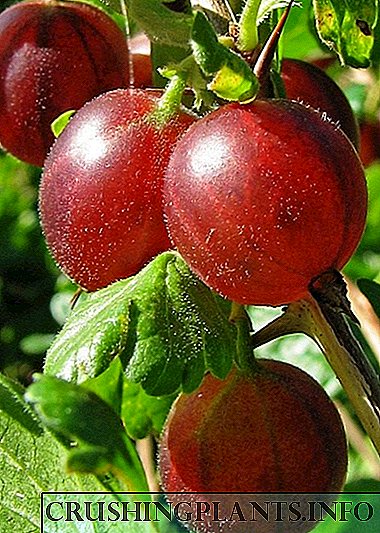 Историја на култура на цариградско грозде