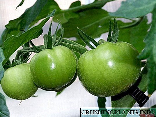 Si të arrini një rendiment të lartë të domateve kur rriten në serra?