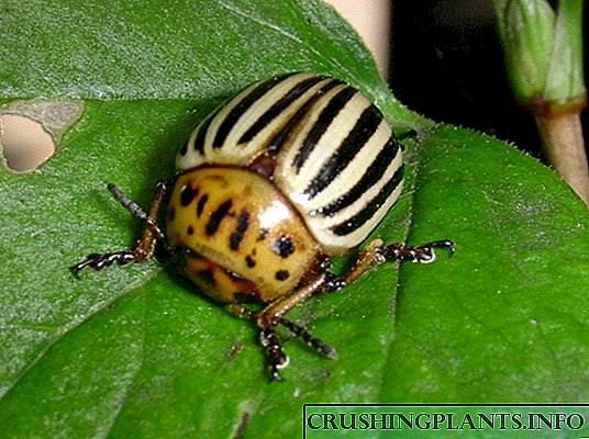 Quam Colorado Capsicum annuum beetle, ut auferrent ab eis?