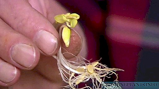 Como determinar a xerminación de sementes vellas?