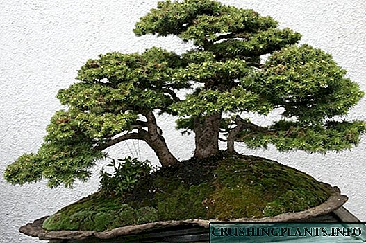 Kumaha carana nyalametkeun bonsai?