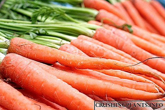 Како да сееме моркови во зима?