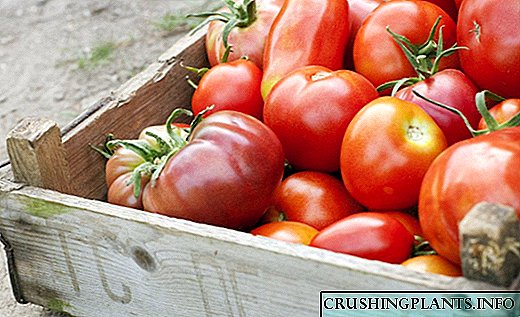 Como madurar e almacenar os tomates?