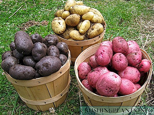 Si të zgjidhni, përgatisni dhe ruani patatet e farave?