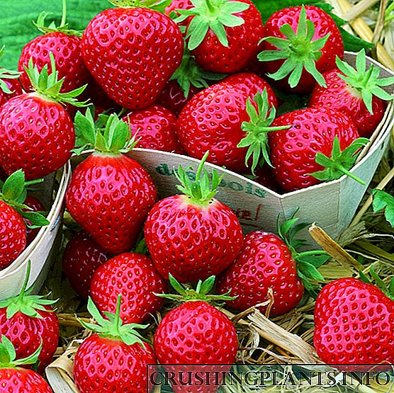 Cara nyebar wiji strawberries lan ngrawat tunas?