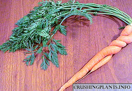 Како да садите моркови?