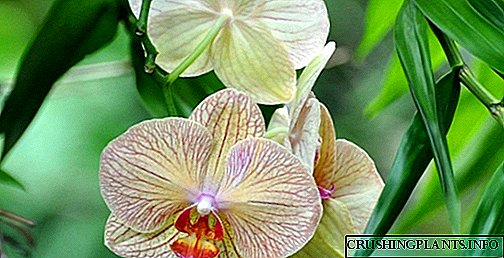 Kumaha cara ngabeungkeut orkid anu henteu jelas