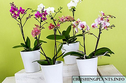 Como prolongar a floración das orquídeas?