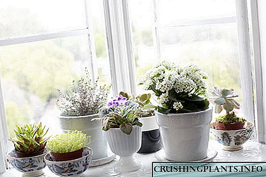 Ինչպե՞ս տեղադրել ավելի շատ փակ բույսեր պատուհանի վրա: