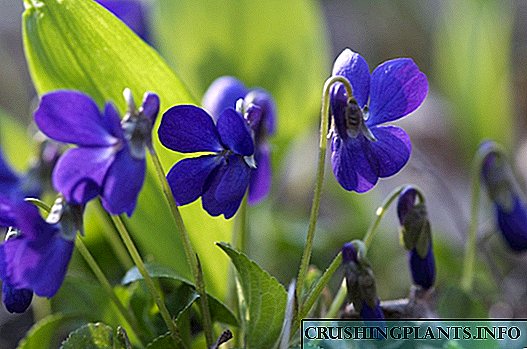 Si të përhapni violetat e kopshtit?