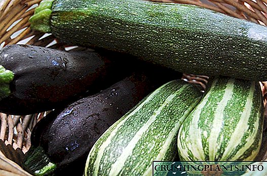 Cara njaga zucchini lan waluh ing mangsa ing omah?