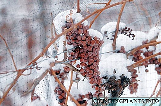Како да се покрие грозјето за зима?