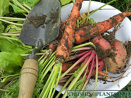 Como reducir a cantidade de nitratos nos cultivos de raíz?