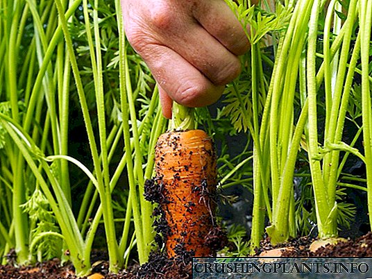 Cara tuwuh wortel sing gedhe lan manis?