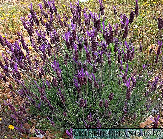 Cara ngembangake lavender?
