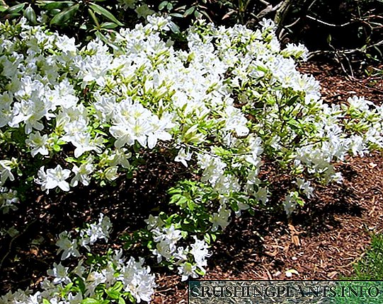 როგორ იზრდება Rhododendron