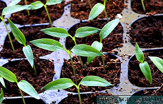 ကျန်းမာပျိုးပင်ကိုစိုက်ပျိုးဖို့ဘယ်လိုနေသလဲ?