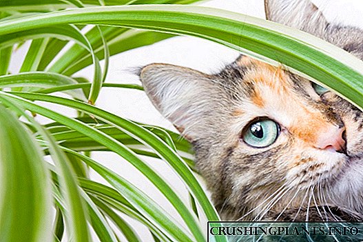 Ինչպե՞ս պաշտպանել փակ բույսերը կատուներից: