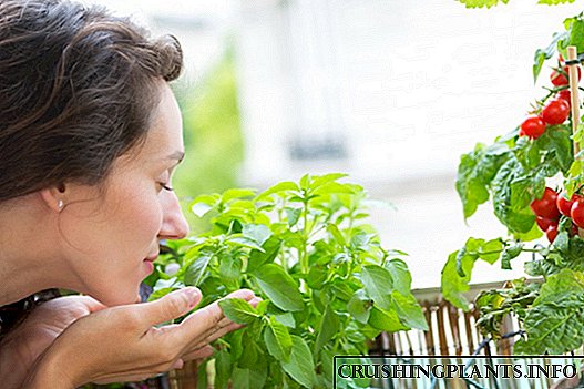 Кој зеленчук може да се одгледува на прозорецот и чардак?