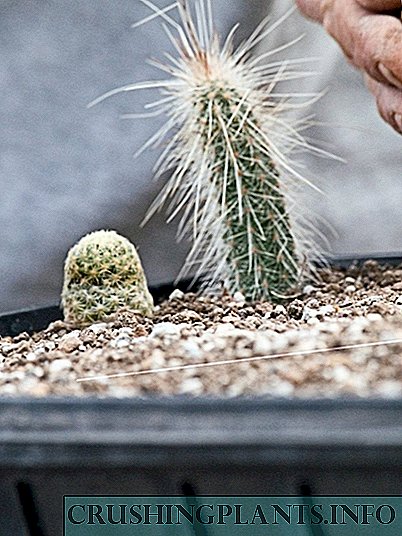 Cactus huwa pjanta interessanti