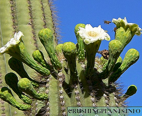 Saguaro Cactus - ອະນຸສາວລີທີ່ມີຊີວິດຢູ່ຂອງທະເລຊາຍ.