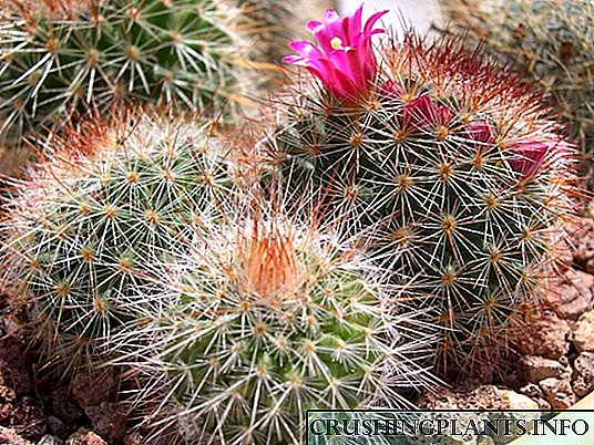 Mammillaria cacti - ტიპები, სახლის მოვლა