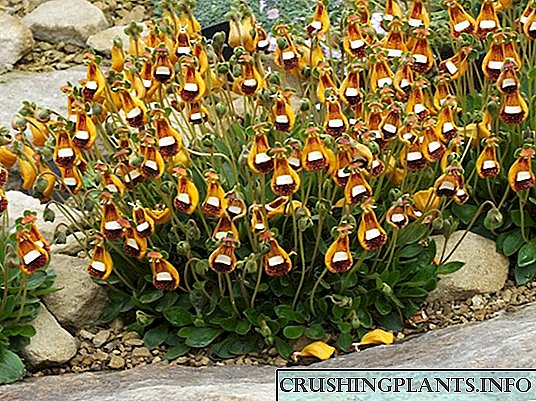 Calceolaria - pêlavên ronî