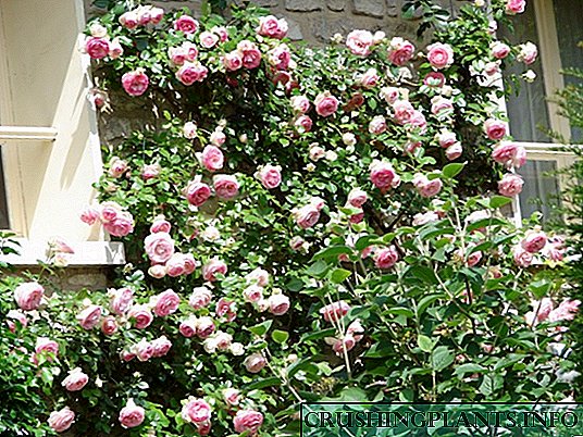 Календар за нега на рози