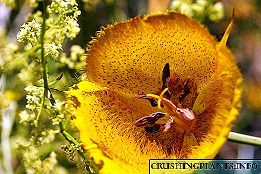 Kalohortusy - цэцэрлэгт экзотик эрвээхэй сараана цэцэг
