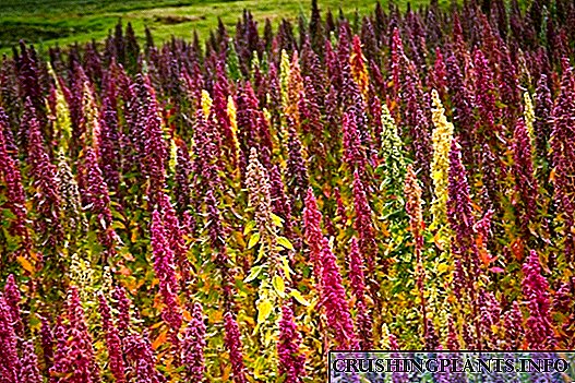 Quinoa - 'n dieetkultuur in u tuin