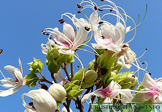 Clerodendrum - mirisno i graciozno čudo