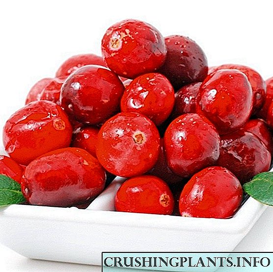 Cranberries ta 'l-Istilla ħamra bil-frott kbira