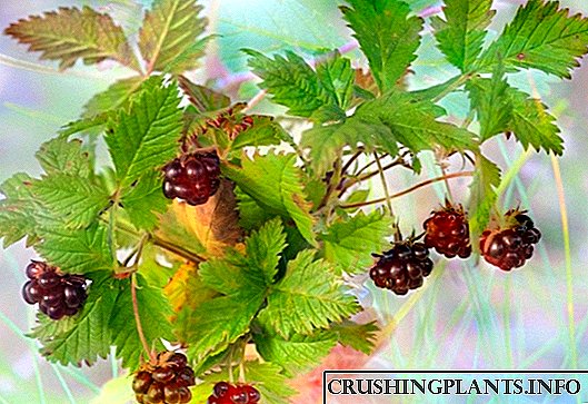 Raspberry - တော်ဝင် berry သီး
