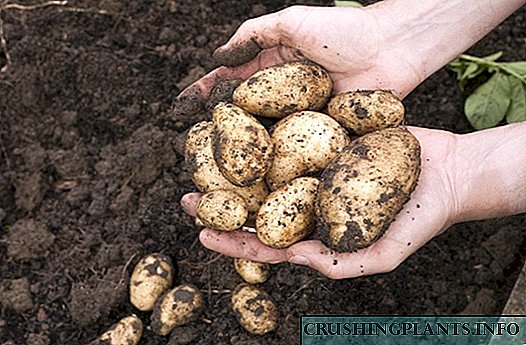 Kada i kako iskopati krompir?