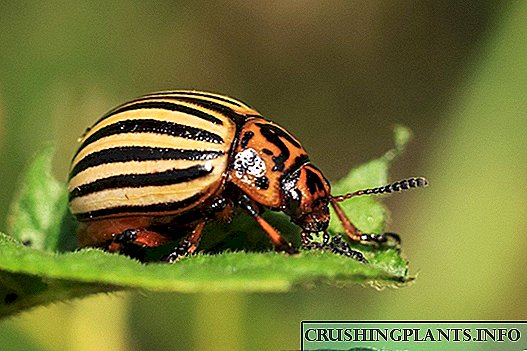 Kumbang kentang Colorado - teknologi kontrol hama Jawa modern