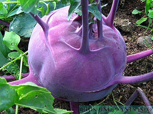 Kohlrabi - "turnip cabbage"