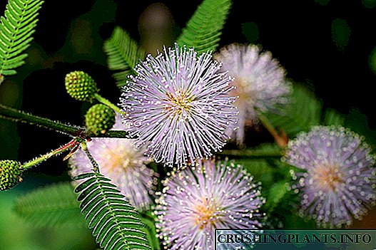 Mimosa pudica et pulchritudo eius delicata cubiculum