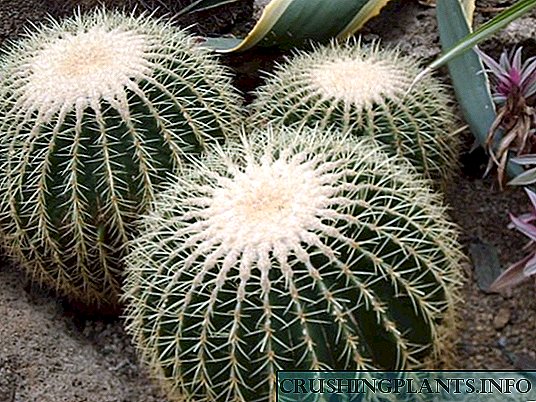 Indoor Kaktusse
