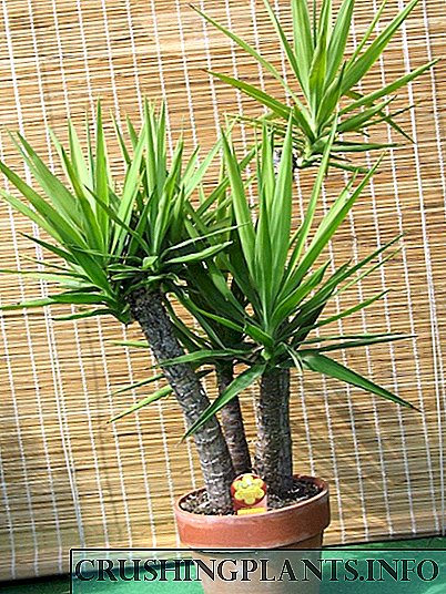 Houseplant yucca
