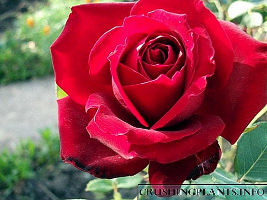 Kumpetisyon: Rosas mula sa pinagputulan