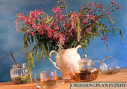 Կոպորսկու թեյ `տնային բուժիչ ըմպելիք