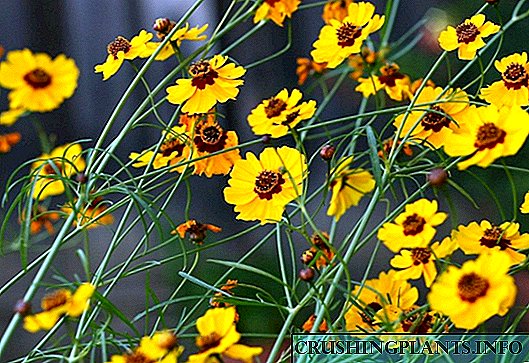 Coreopsis - მზის ყვავილი