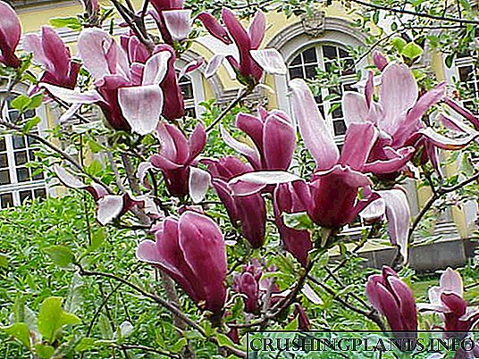 Magnolia grandiflora pulchrae
