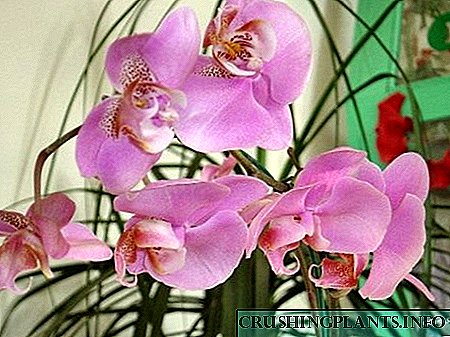 Канаттуу Phalaenopsis