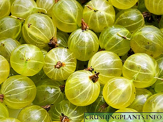 Цариградско грозде и неговите лековити својства