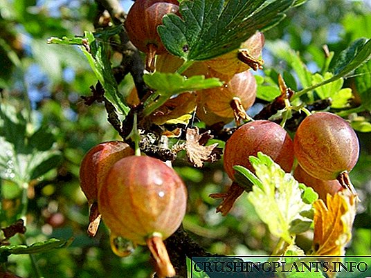 Gooseberry - naka-stud na berry