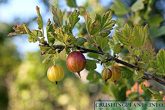 Gooseberries - hama, kasakit sareng cara pikeun merangan aranjeunna
