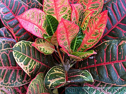 Croton - kolore ugari