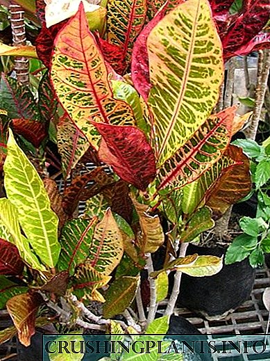 Croton, eða flugeldar af litum
