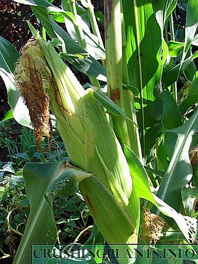Kukuruz i njegova svojstva